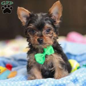Bear, Yorkie Puppy